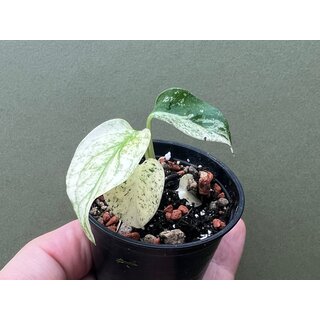 Monstera deliciosa mint variegata Babyplant