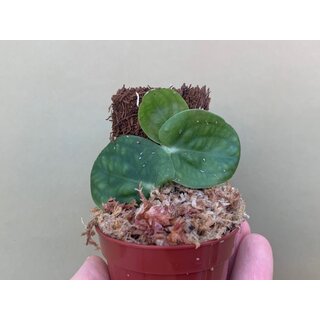 Rapidophora celatocaulis Cutting