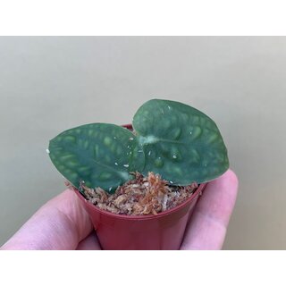 Rapidophora celatocaulis Cutting