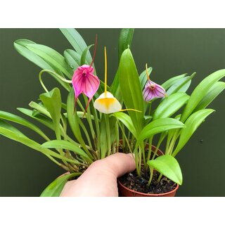 Offer Masdevallia Mix 3