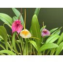 Offer Masdevallia Mix 3