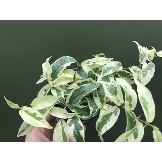 Ficus sagittata variegata