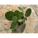 Pilea peperomioides (Ufopflanze)