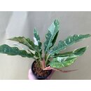 Philodendron variegata narrow Ring of Fire 