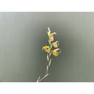 Scaphosepalum verrucosum