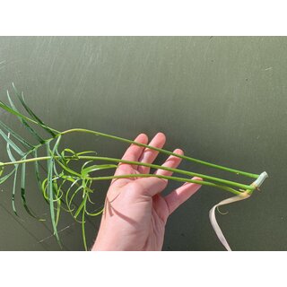 Philodendron polypodioides Cutting