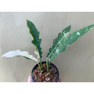 Philodendron Ring Of Fire Cutting