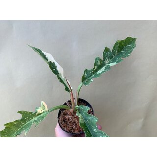 Philodendron Ring Of Fire Cutting