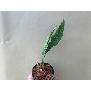 Philodendron Ring Of Fire Cutting