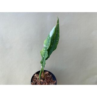 Philodendron Ring Of Fire Cutting