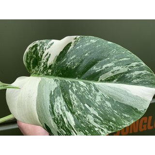 Monstera deliciosa variegata Ableger