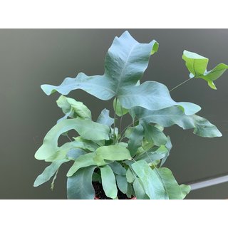 Asplenium blue