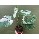 Monstera  deliciosa variegata - Mutterpflanze