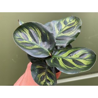 Calathea makoyana Babyplant