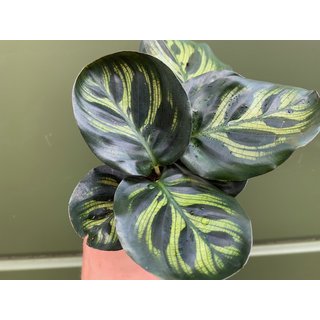 Calathea makoyana Babyplant