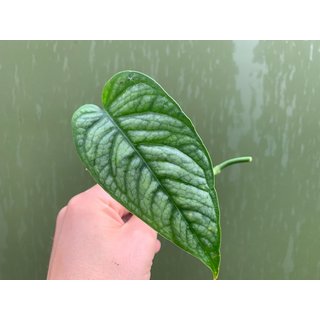 Monstera siltepecana Cutting