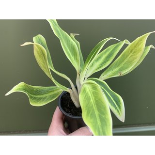 Aglaonema Golden Lipstick