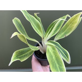 Aglaonema Golden Lipstick