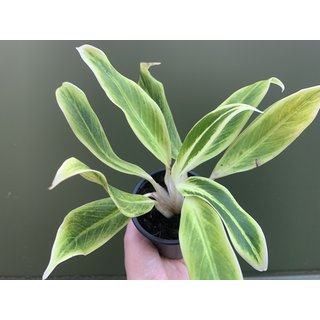 Aglaonema Golden Lipstick