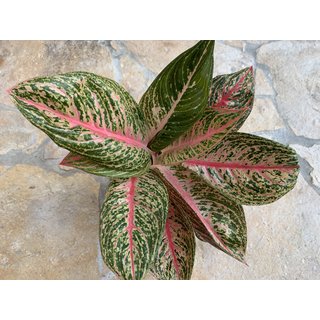 Aglaonema Fancy Pink