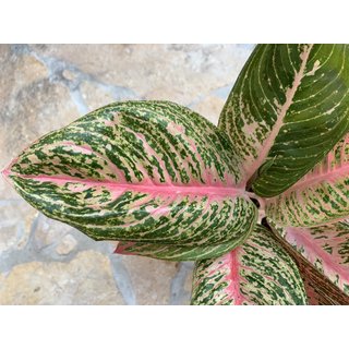 Aglaonema Fancy Pink