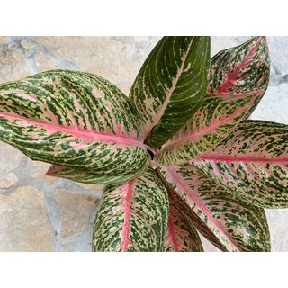 Aglaonema Fancy Pink