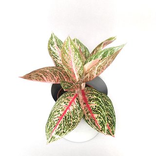 Aglaonema Fancy Pink