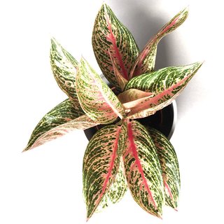 Aglaonema Fancy Pink