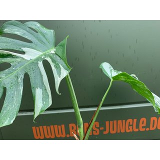 Monstera variegata Kopfsteckling