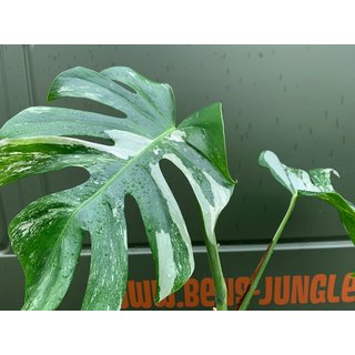 Monstera variegata Kopfsteckling