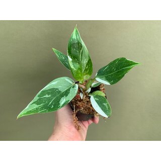 Philodendron White Princess