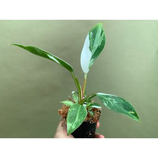 Philodendron White Princess