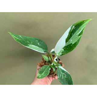 Philodendron White Princess