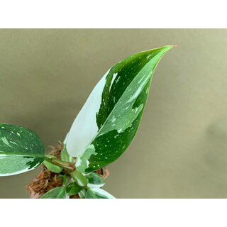 Philodendron White Princess