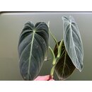 Philodendron melanochrysum Heatcutting