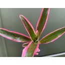 Neoregelia pink pointed NEU