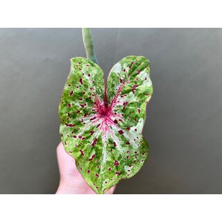 Caladium Miss Muffet Knolle