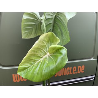 Philodendron pastazanum XXL