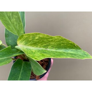 Philodendron Painted Lady