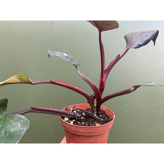 Philodendron Pink Princess Grade B