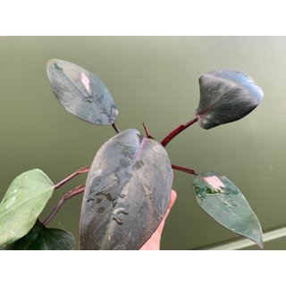 Philodendron Pink Princess Grade B