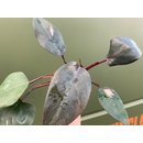 Philodendron Pink Princess Grade B