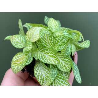 Fittonia lemon Babyplant