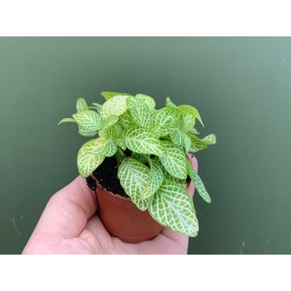 Fittonia lemon Babyplant