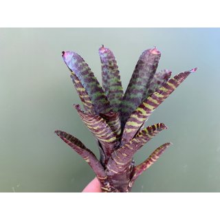 Neoregelia ampullacea purple stripe