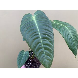 Anthurium veitchii L Super Narrow