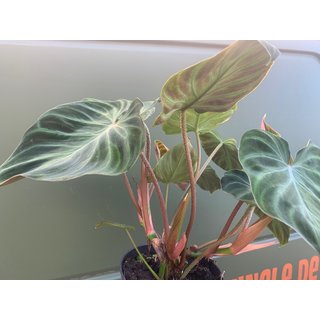 Philodendron verrucosum rojo Form