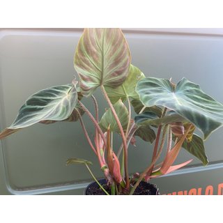 Philodendron verrucosum rojo Form