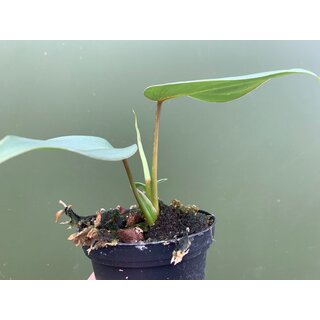 Philodendron gloriosum S