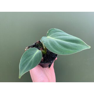 Philodendron gloriosum S